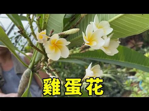 雞蛋花風水陽台|【雞蛋花 陽台】陽台必備10種花草 